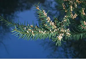 Needles: YEW TREE - close-up of flowers