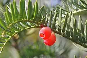Yews: Yew tree - with fruit