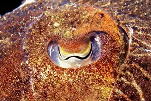 Protostomia: Yeye of Common cuttlefish (Sepia officinalis), Mediterranean