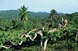 Cananga: Ylang Ylang