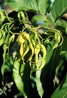 Cananga: Ylang Ylang