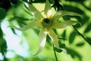 Cananga: Ylang Ylang