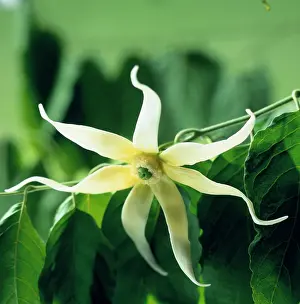 Cananga: Ylang Ylang