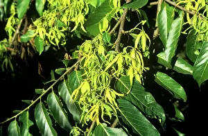 Comoros: Ylang Ylang flowers