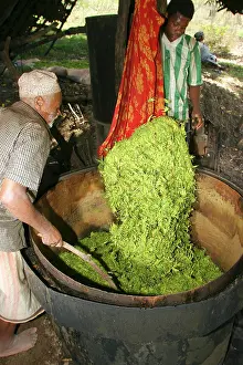 Cananga: Ylang Ylang Tree - Distillation