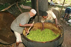 Cananga: Ylang Ylang Tree - distillation