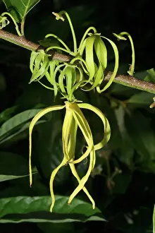 Cananga: Ylang Ylang Tree - flower