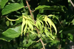 Cananga: Ylang Ylang Tree - flowers