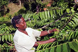 Cananga: Ylang Ylang Tree - harvesting