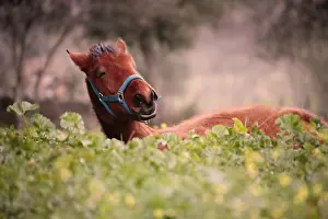 Andy Teare: Yong foal lying down outside