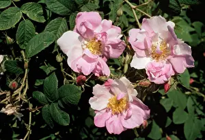 Allen Paterson: York & Lancaster Rose