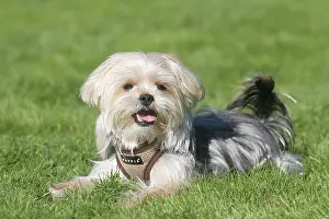Pant: Yorkie Shih Tzu Mongrel, male, 1 year, lies on the