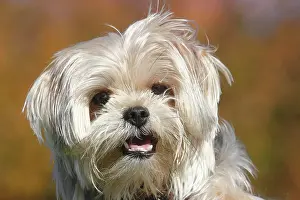Pant: Yorkie Shih Tzu Mongrel, male, 1 year, portrait