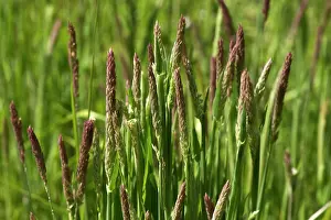 Lanatus: Yorkshire-Fog (Holcus lanatus). Ravnsholte skov