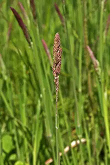 Lanatus: Yorkshire-Fog (Holcus lanatus). Ravnsholte skov