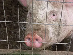 Suidae: Yorkshire Pig