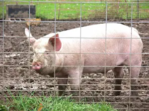Suidae: Yorkshire Pig
