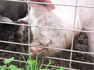 Suidae: Yorkshire Pig