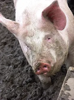 Suidae: Yorkshire Pig
