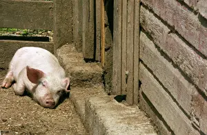 Pigs: Yorkshire Pig