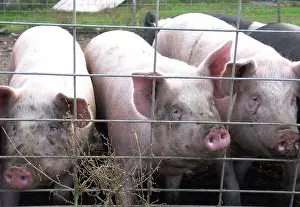 Suidae: Yorkshire Pigs