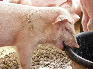 Pigs: Yorkshire Pigs