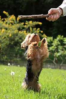 Jumped: Yorkshire playing with his mistress France