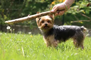 Lawns: Yorkshire playing with his mistress France