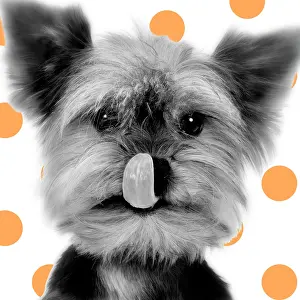 Spotty: Yorkshire Terrier -