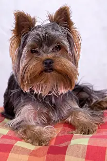 300517: Yorkshire Terrier