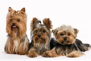 Jean-michel Labat: Yorkshire Terrier