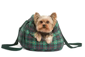 Carriers: Yorkshire Terrier Dog