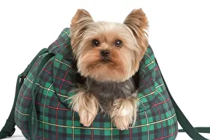 Carriers: Yorkshire Terrier Dog