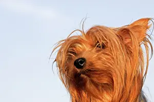 Scruffy: Yorkshire Terrier Dog