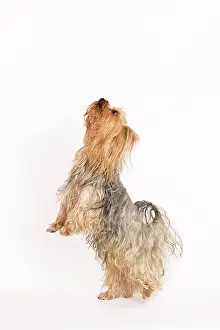 Tricks: Yorkshire Terrier Dog