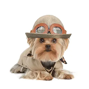 Goggles: Yorkshire Terrier Dog