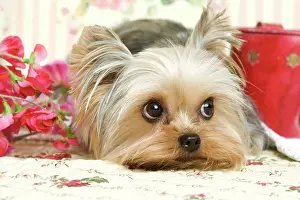 Jean-michel Labat: Yorkshire Terrier Dog