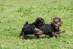 Chasing: Yorkshire Terrier Dog