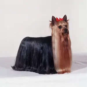 1997: Yorkshire Terrier DOG - Crufts champion - best in show 1997