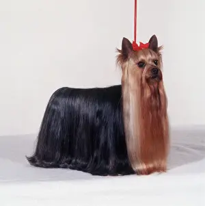 1997: Yorkshire Terrier DOG - Crufts champion - best in show, 1997