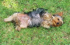 Submissive: Yorkshire Terrier Dog - lying on grass