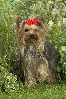 Bows: Yorkshire Terrier dog outdoors in the garden