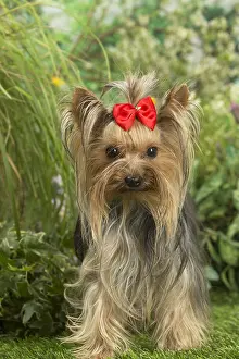 Bows: Yorkshire Terrier dog outdoors in the garden