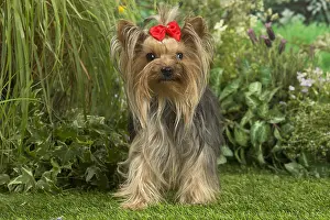 Bows: Yorkshire Terrier dog outdoors in the garden