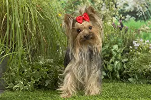 Bows: Yorkshire Terrier dog outdoors in the garden