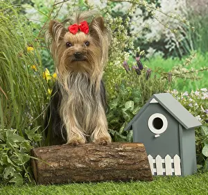 Bows: Yorkshire Terrier dog outdoors in the garden