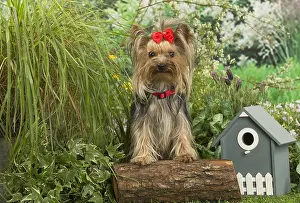 Bows: Yorkshire Terrier dog outdoors in the garden