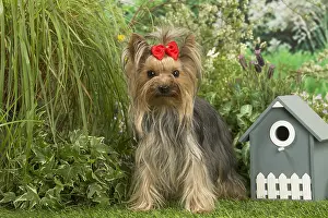 Bows: Yorkshire Terrier dog outdoors in the garden