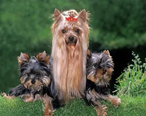Ribbons: Yorkshire Terrier Dog - with puppies