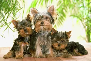 Bitch: Yorkshire Terrier Dog - with puppies